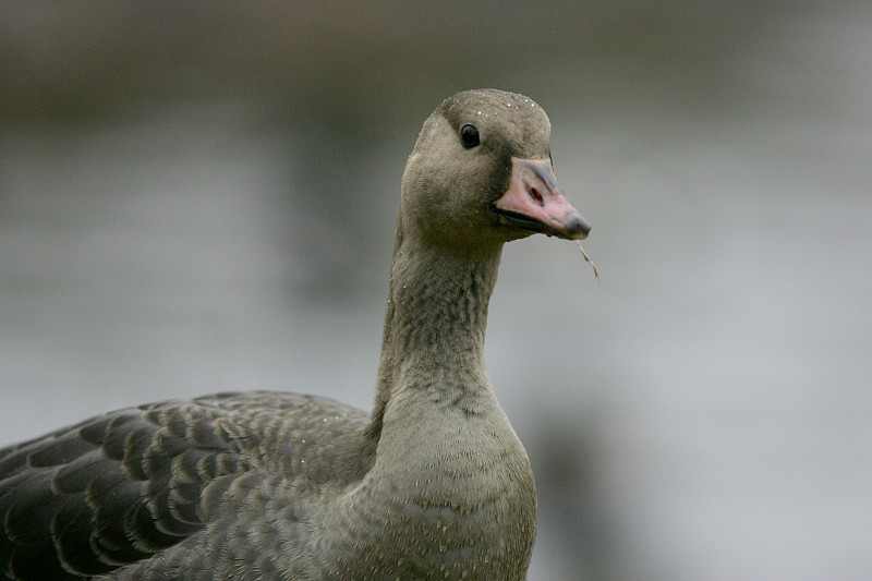 Tundrahanhi, Greater White-fronted Goose (Anser albifrons)