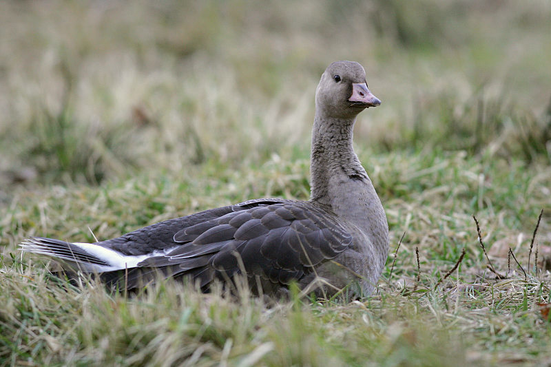 Tundrahanhi, Greater White-fronted Goose (Anser albifrons)