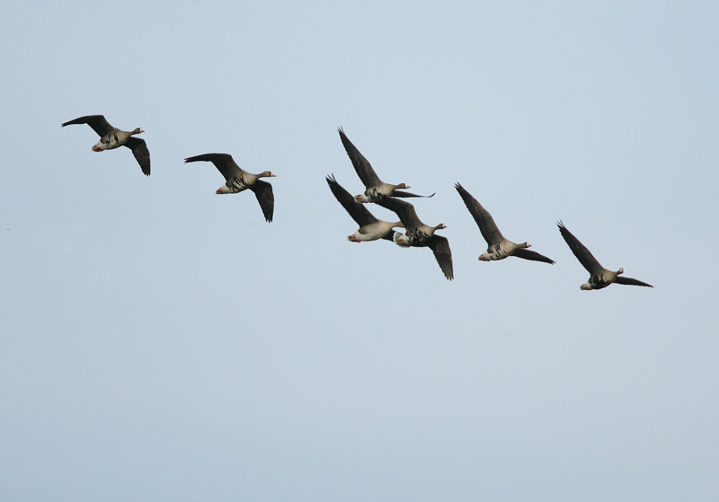 Tundrahanhi, Greater White-fronted Goose (Anser albifrons)