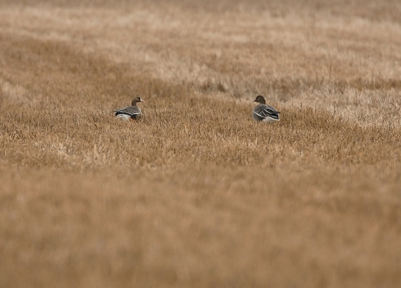Tundrahanhi, Greater White-fronted Goose (Anser albifrons)