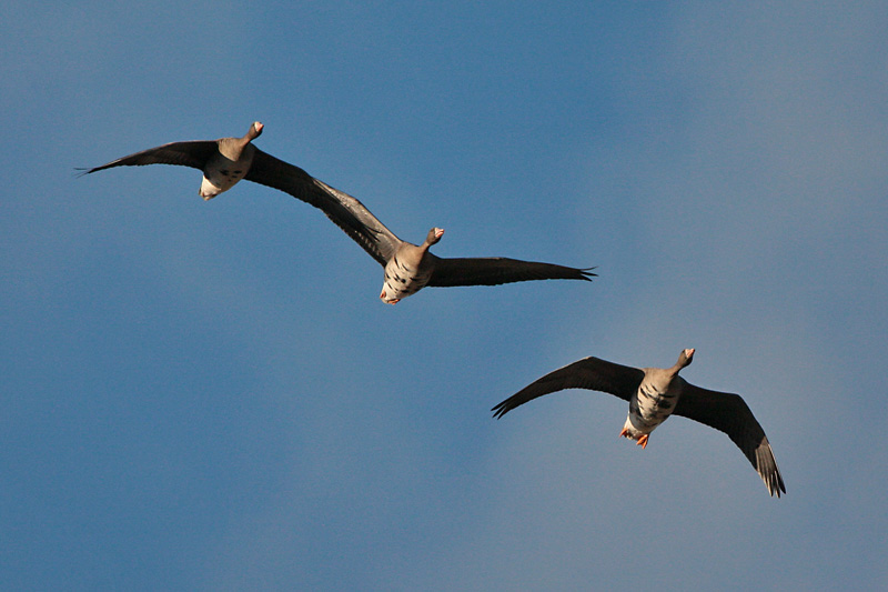 Tundrahanhi, Greater White-fronted Goose (Anser albifrons)