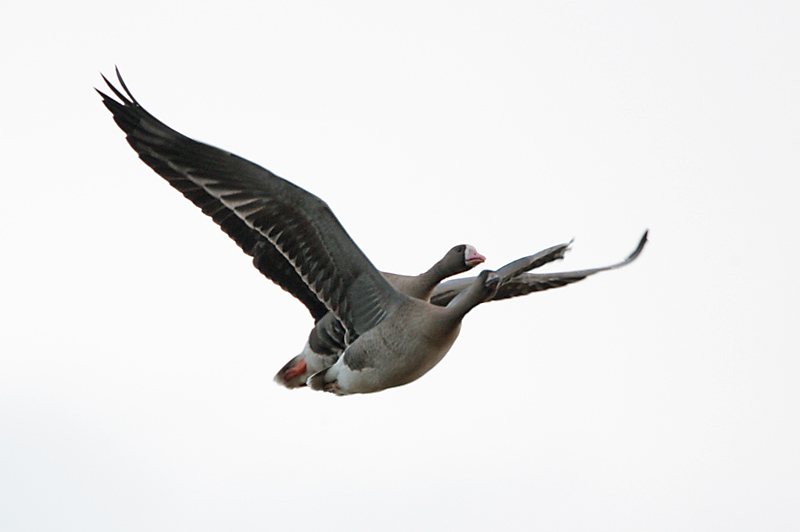 Tundrahanhi, Greater White-fronted Goose (Anser albifrons)