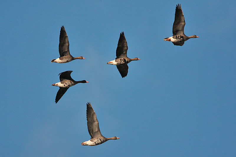 Tundrahanhi, Greater White-fronted Goose (Anser albifrons)