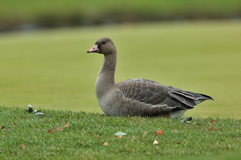 Tundrahanhi, Greater White-fronted Goose (Anser albifrons)