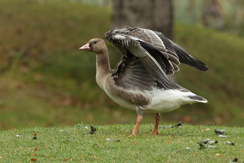 Tundrahanhi, Greater White-fronted Goose (Anser albifrons)