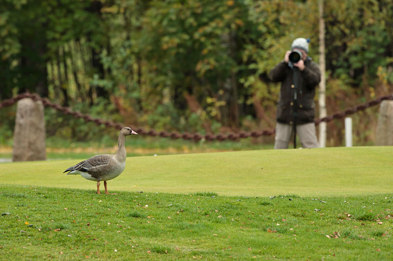Tundrahanhi, Greater White-fronted Goose (Anser albifrons)