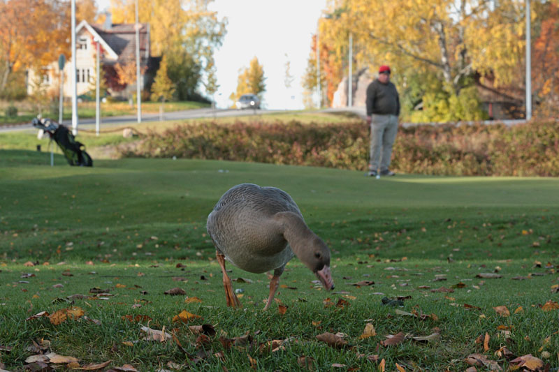 Tundrahanhi, Greater White-fronted Goose (Anser albifrons)