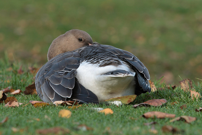 Tundrahanhi, Greater White-fronted Goose (Anser albifrons)