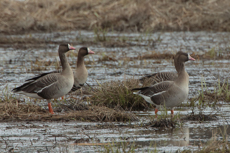 Tundrahanhi, Greater White-fronted Goose (Anser albifrons)