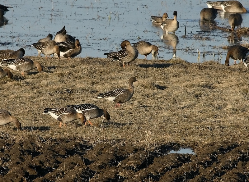 Lyhytnokkahanhi Pink-footed Goose (Anser brachyrhynchos)