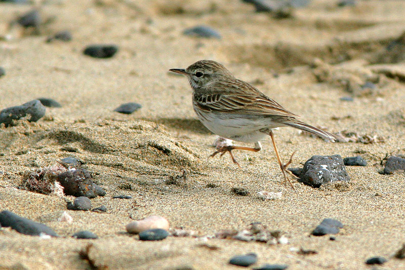Kanariankirvinen Anthus berthelotii