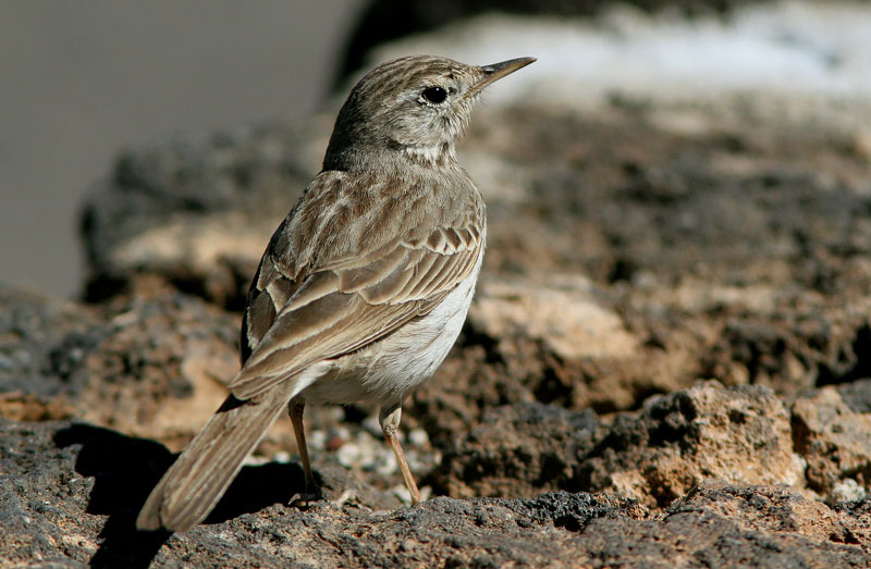 Kanariankirvinen Anthus berthelotii