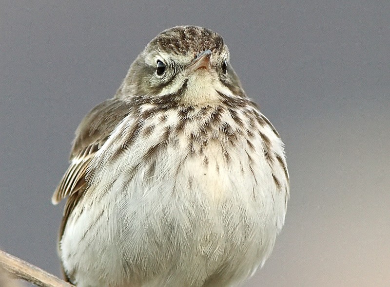 Kanariankirvinen Anthus berthelotii