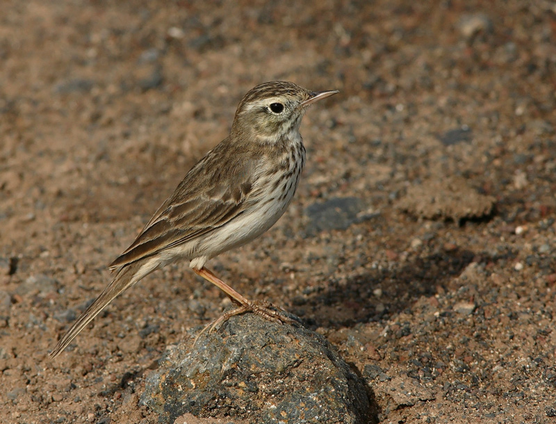 Kanariankirvinen