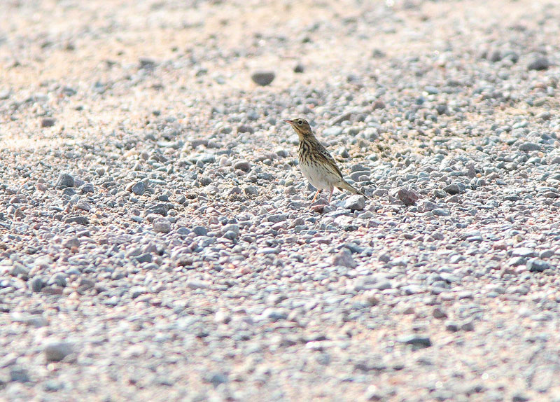 Lapinkirvinen Anthus cervinus