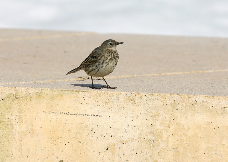 Luotokirvinen Rock Pipit (Anthus petrosus)