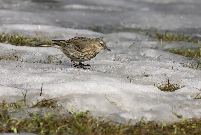 Luotokirvinen Rock Pipit (Anthus petrosus)