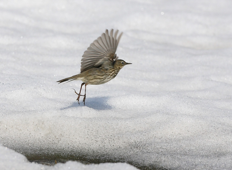 Luotokirvinen Rock Pipit (Anthus petrosus)