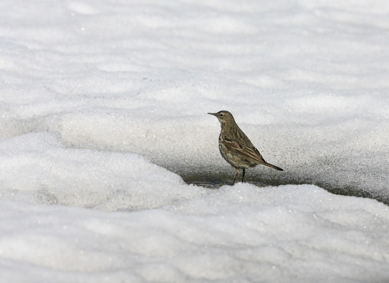 Luotokirvinen Rock Pipit (Anthus petrosus)