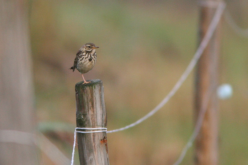 Niittykirvinen, Meadow Pipit (Anthus pratensis)