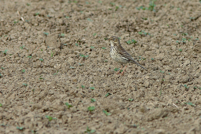 Niittykirvinen, Meadow Pipit (Anthus pratensis)
