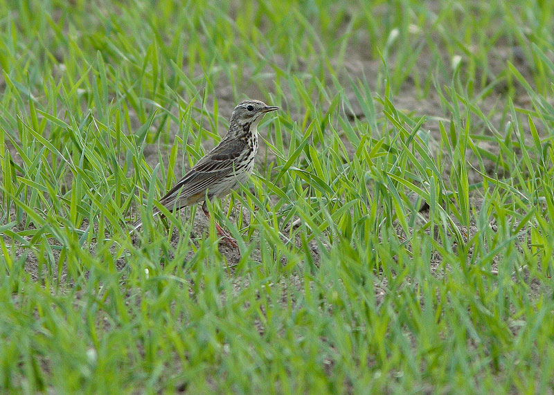 Niittykirvinen, Meadow Pipit (Anthus pratensis)