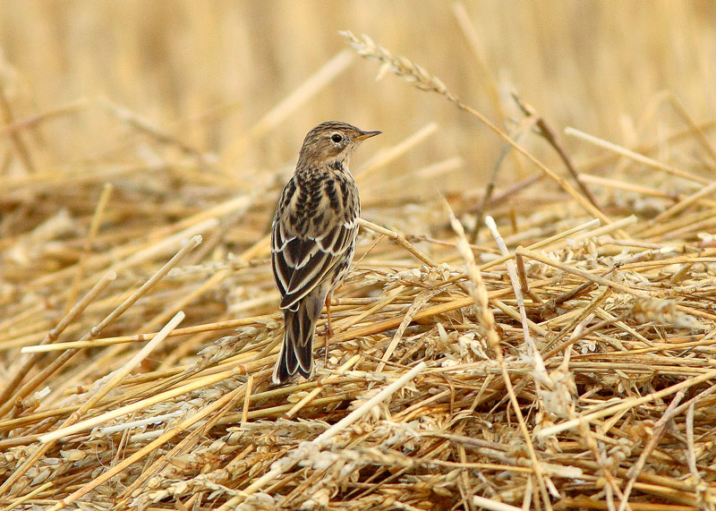 Niittykirvinen, Meadow Pipit (Anthus pratensis)