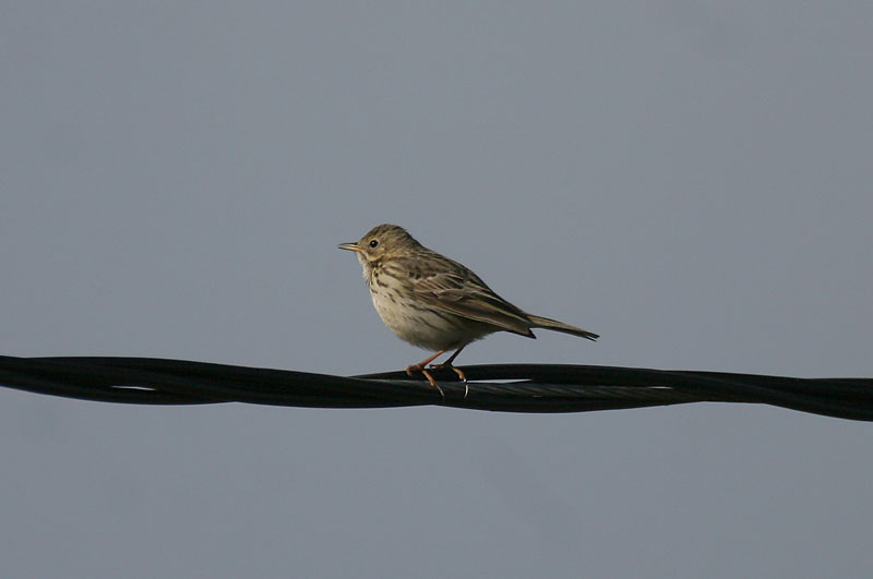 Niittykirvinen, Meadow Pipit (Anthus pratensis)