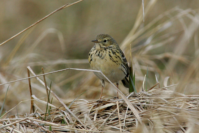 Niittykirvinen, Meadow Pipit (Anthus pratensis)