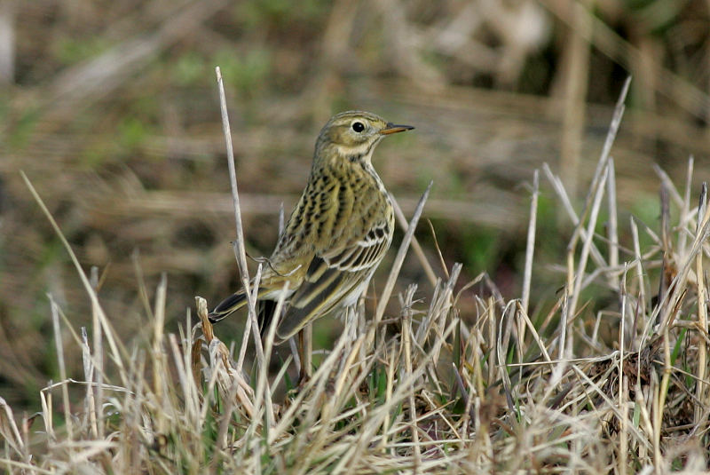 Niittykirvinen, Meadow Pipit (Anthus pratensis)