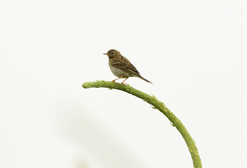 Niittykirvinen, Meadow Pipit (Anthus pratensis)