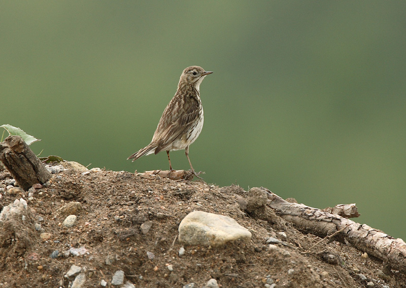 Niittykirvinen, Meadow Pipit (Anthus pratensis)