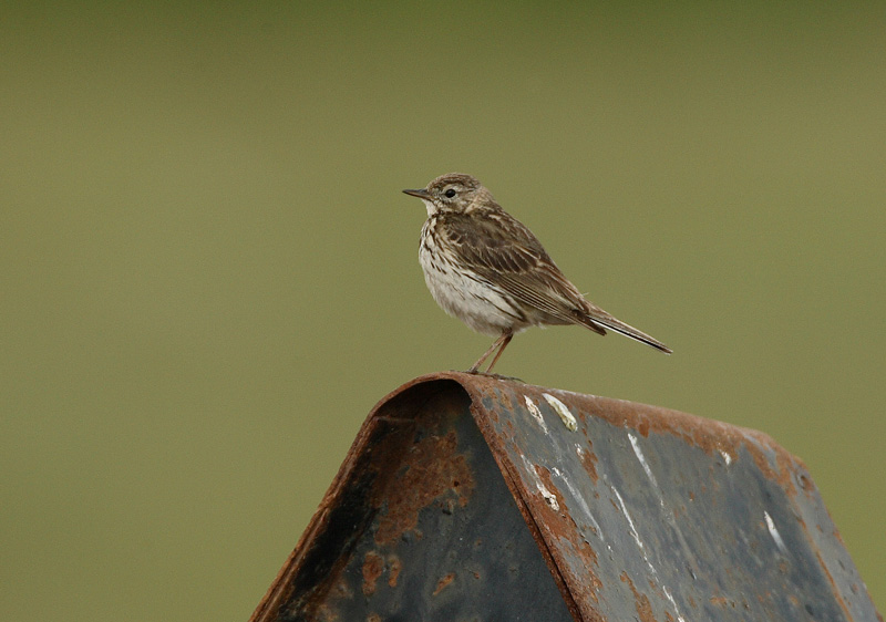 Niittykirvinen, Meadow Pipit (Anthus pratensis)