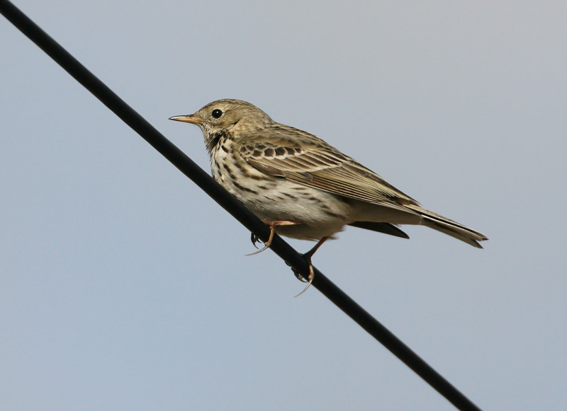 Niittykirvinen, Meadow Pipit (Anthus pratensis)