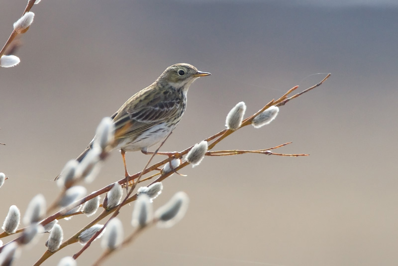 Niittykirvinen, Meadow Pipit (Anthus pratensis)