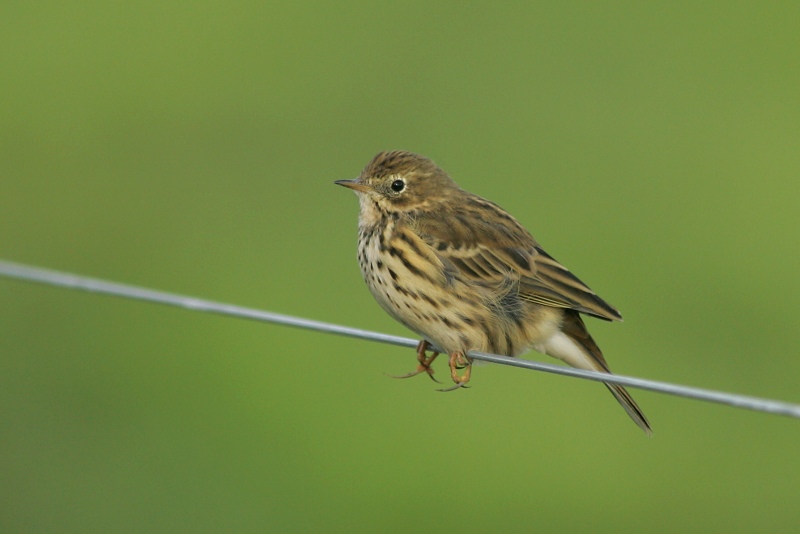Niittykirvinen, Meadow Pipit (Anthus pratensis)
