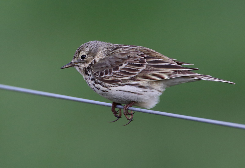 Niittykirvinen, Meadow Pipit (Anthus pratensis)