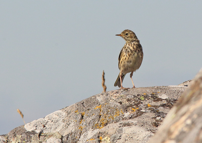 Niittykirvinen, Meadow Pipit (Anthus pratensis)