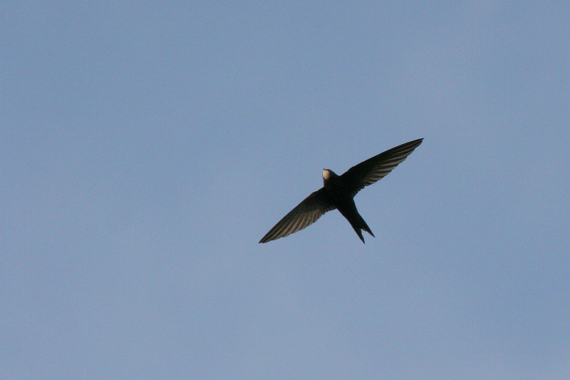 Tervap��sky Swift (Apus apus)