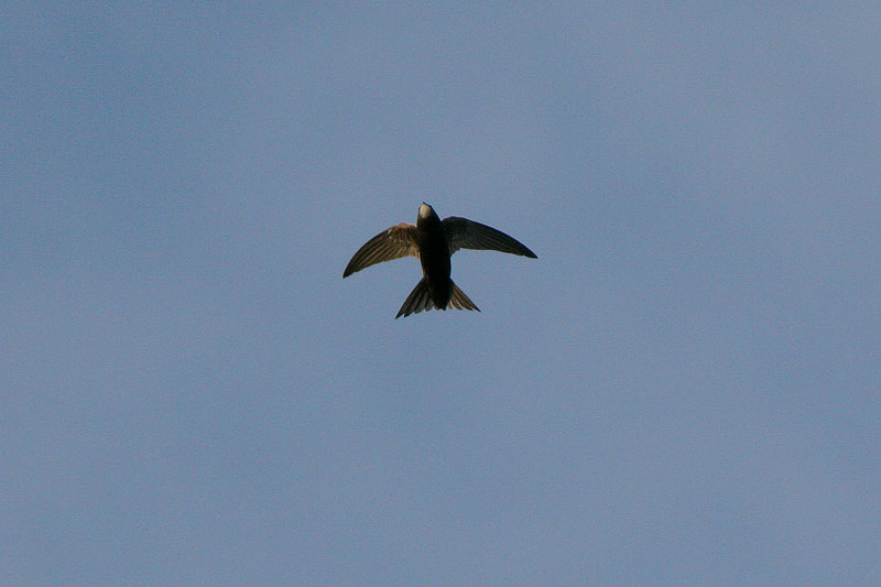 Tervap��sky Swift (Apus apus)