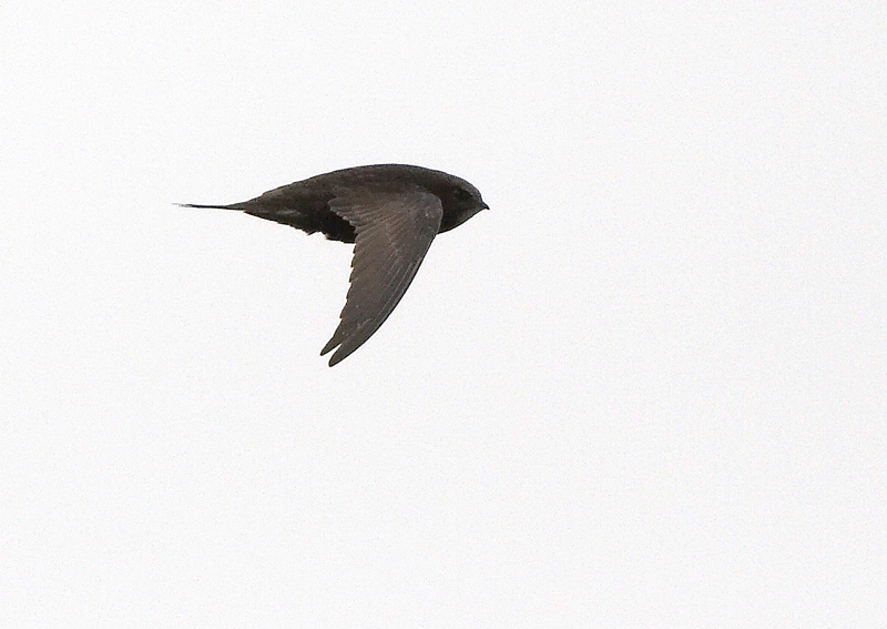Tervap��sky Swift (Apus apus)