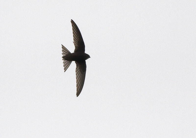 Tervap��sky Swift (Apus apus)