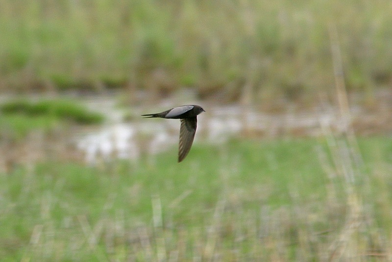 Tervap��sky Swift (Apus apus)