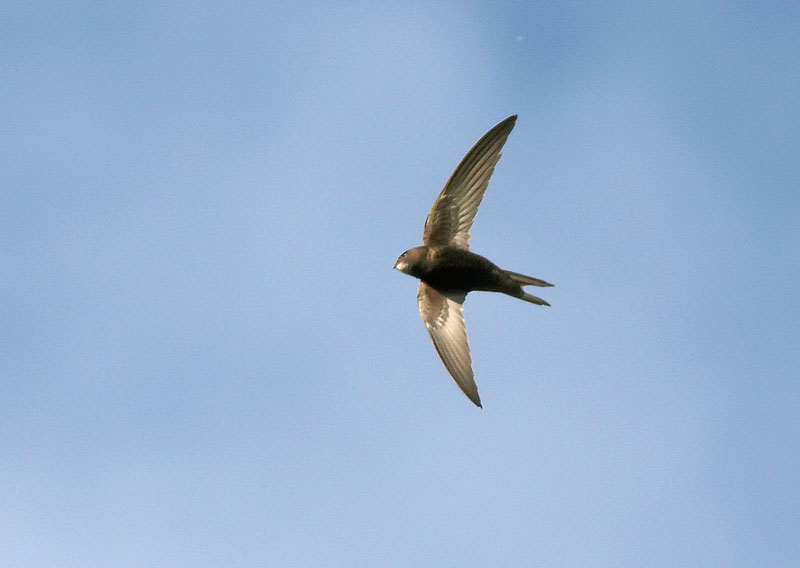 Tervap��sky Swift (Apus apus)
