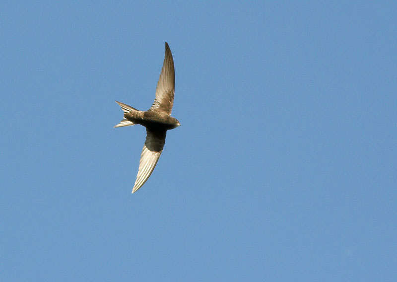 Tervap��sky Swift (Apus apus)