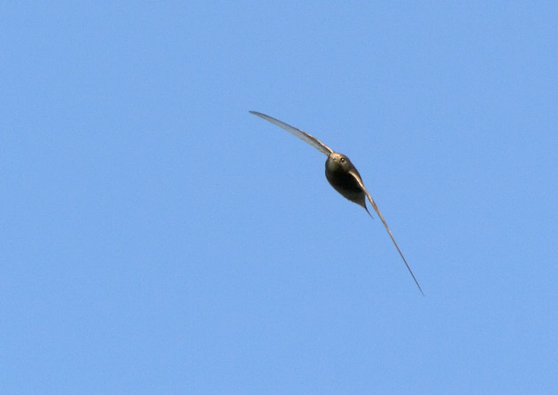 Tervap��sky Swift (Apus apus)
