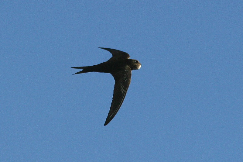 Tervap��sky Swift (Apus apus)
