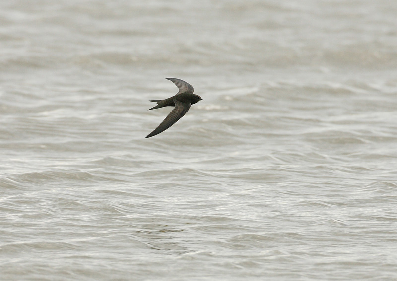 Tervap��sky Swift (Apus apus)