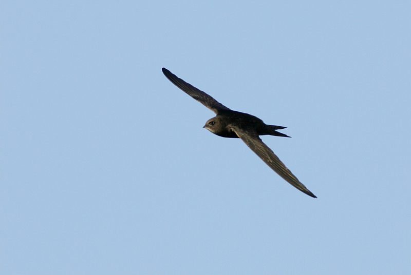 Tervap��sky Swift (Apus apus)