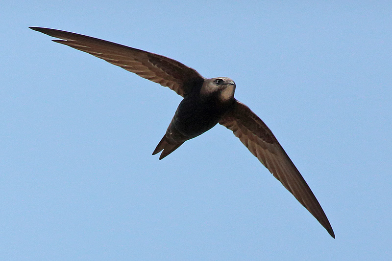 Tervap��sky Swift (Apus apus)